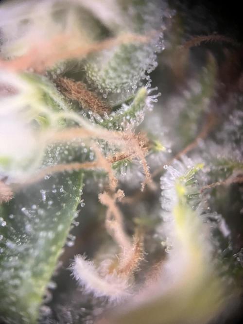 Black Bomb. Week 15