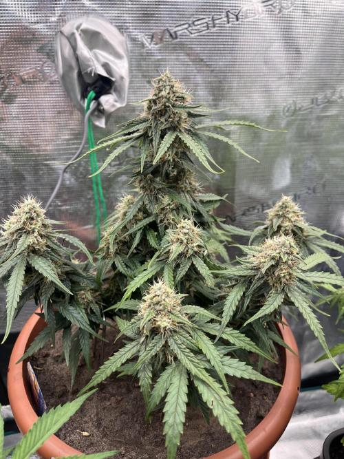 Titan F1. Week 10