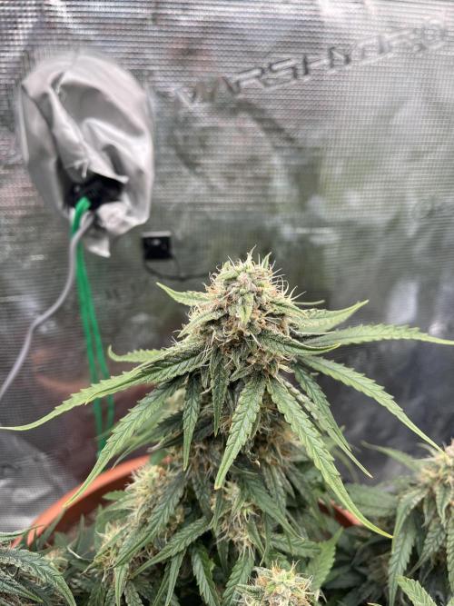 Titan F1. Week 10