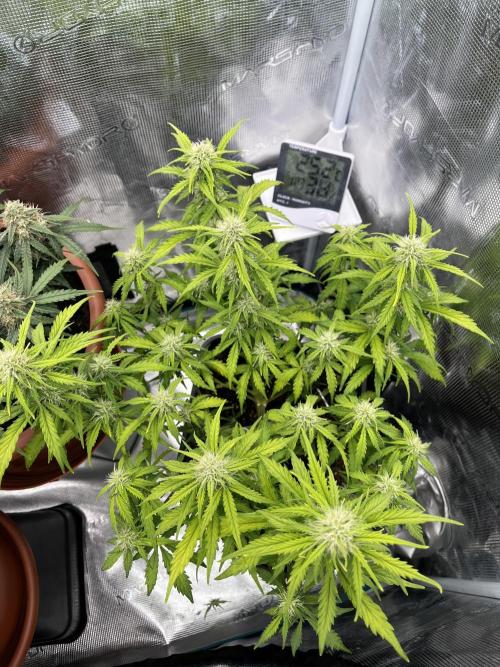 Gorilla Punch Auto. Week 8