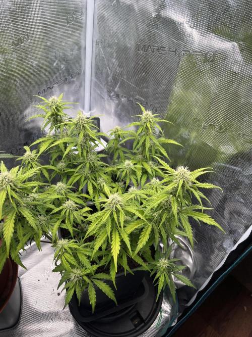Gorilla Punch Auto. Week 8