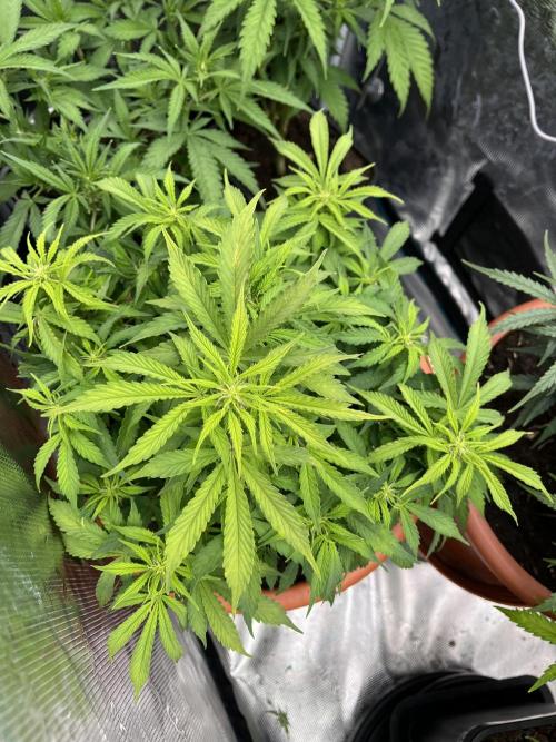 Frozen Black cherry Auto. Week 8