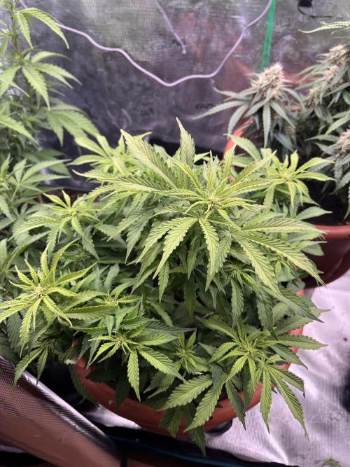 Frozen Black cherry Auto. Week 8