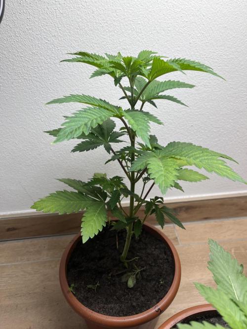 Gelato #45. Week 6