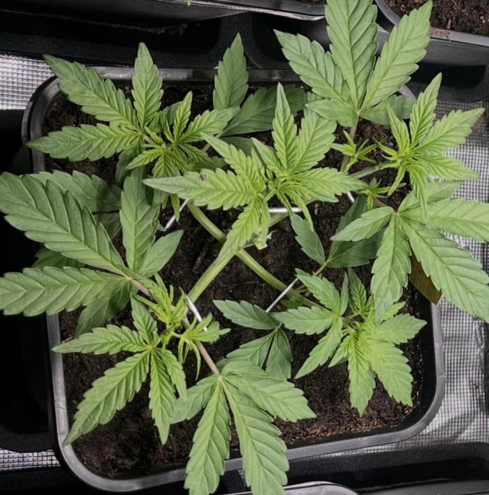 Apple Fritter Auto. Week 4