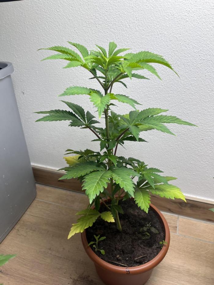 Gelato #45. Week 7