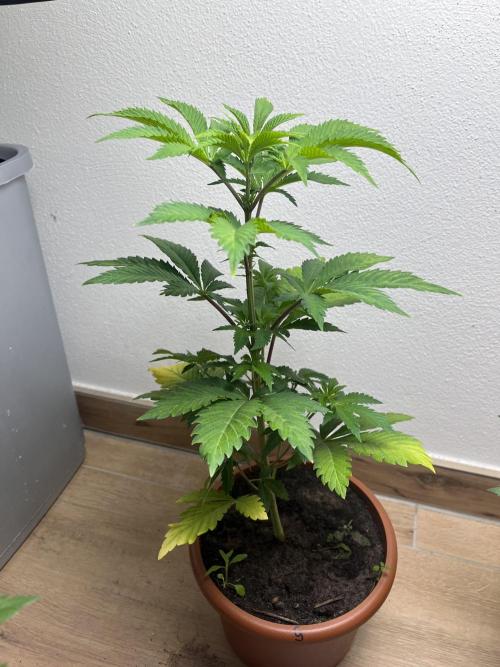 Gelato #45. Week 7