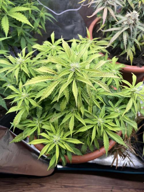 Frozen Black Cherry Auto. Week 9