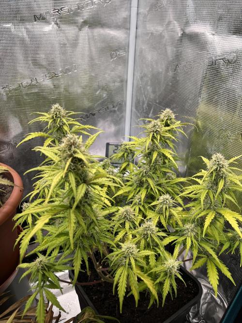 Gorilla Punch Auto. Week 9