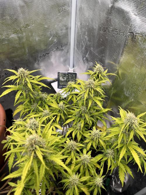 Gorilla Punch Auto. Week 9