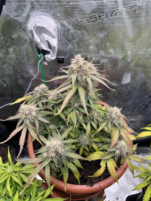 Titan F1. Week 11