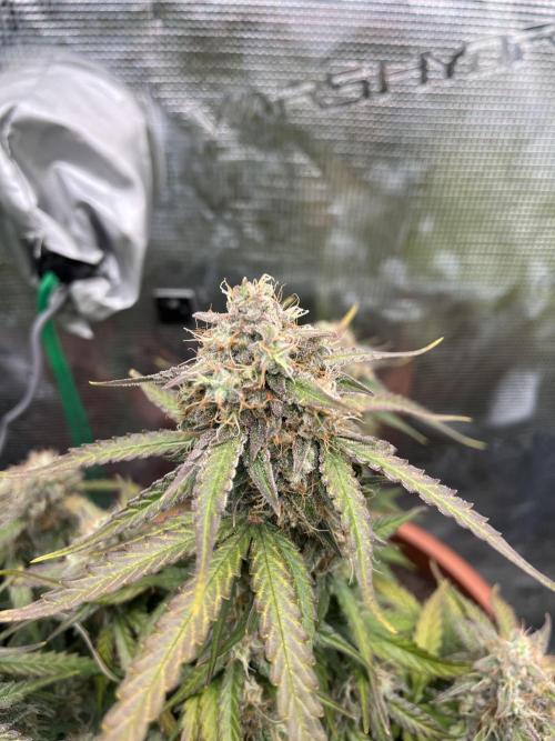 Titan F1. Week 11