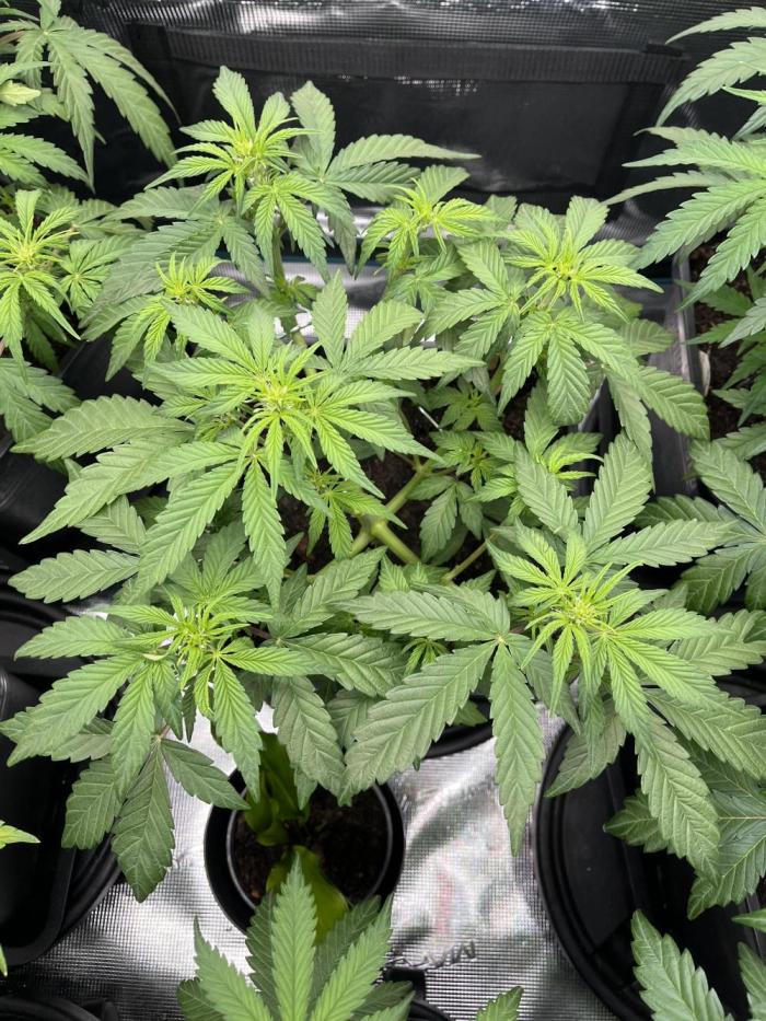 Apple Fritter Auto. Week 5