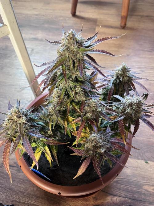 Titan F1. Week 12