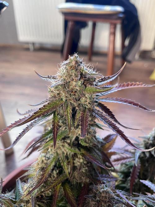 Titan F1. Week 12