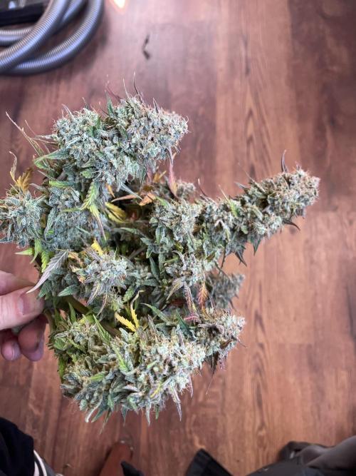 Titan F1. Week 12