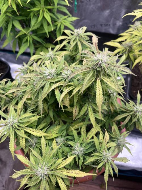 Frozen Black Cherry Auto. Week 10
