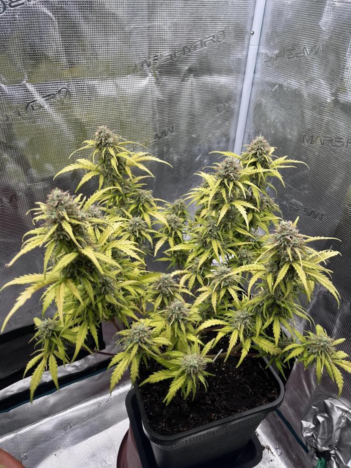Gorilla Punch Auto. Week 10