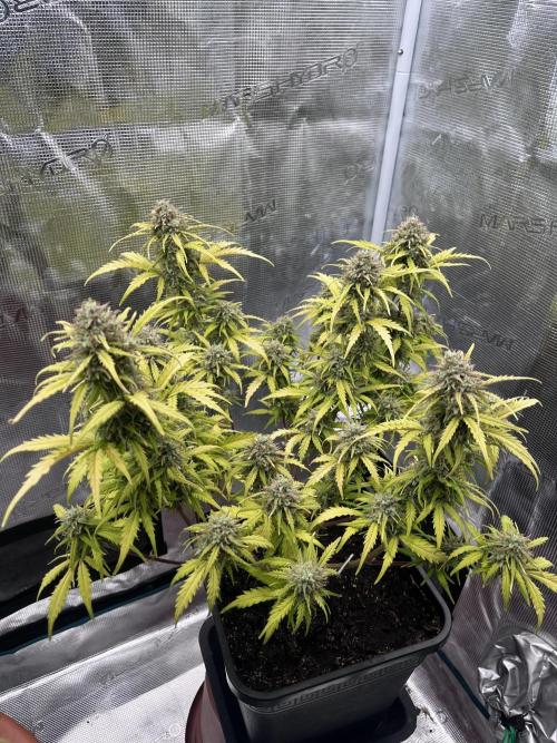 Gorilla Punch Auto. Week 10