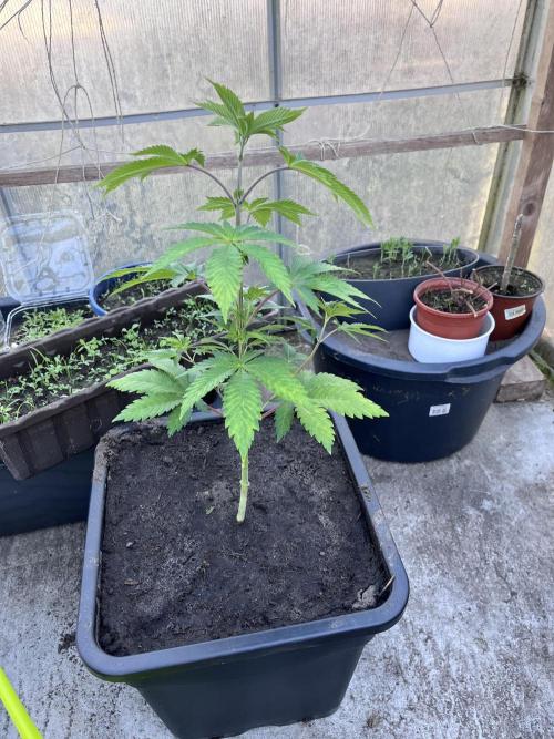 Gelato #45. Week 8