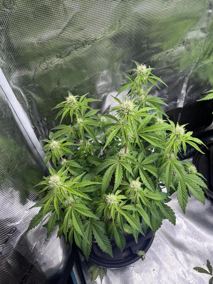 Apple Fritter Auto. Week 6