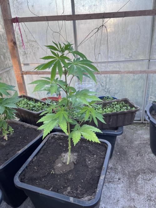 Gelato #45. Week 9