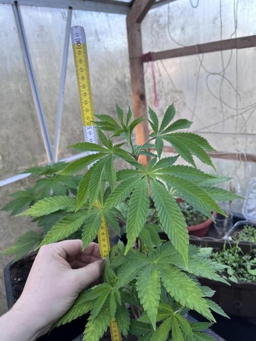 Gelato #45. Week 9