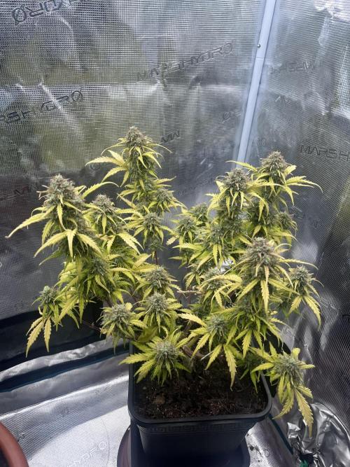 Gorilla Punch Auto. Week 11
