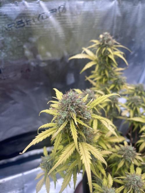 Gorilla Punch Auto. Week 11