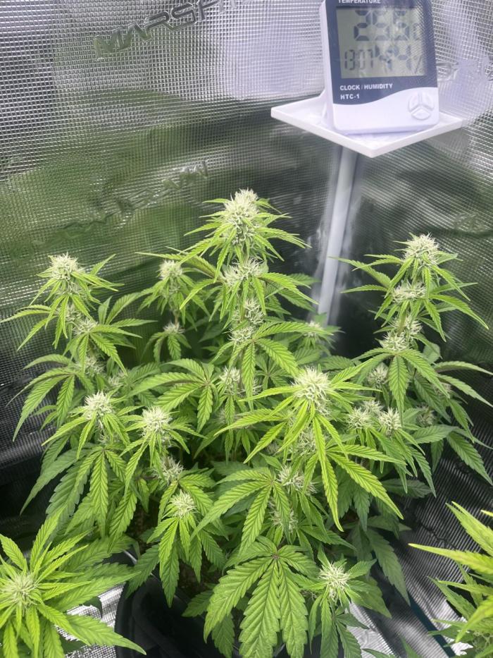 Apple Fritter Auto. Week 7