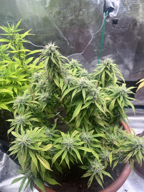 Frozen Black Cherry Auto. Week 11
