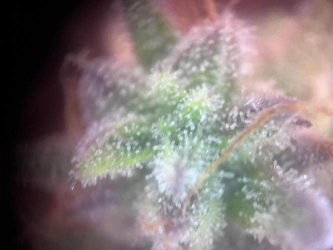 Cookies Gelato Automatic. Week 1