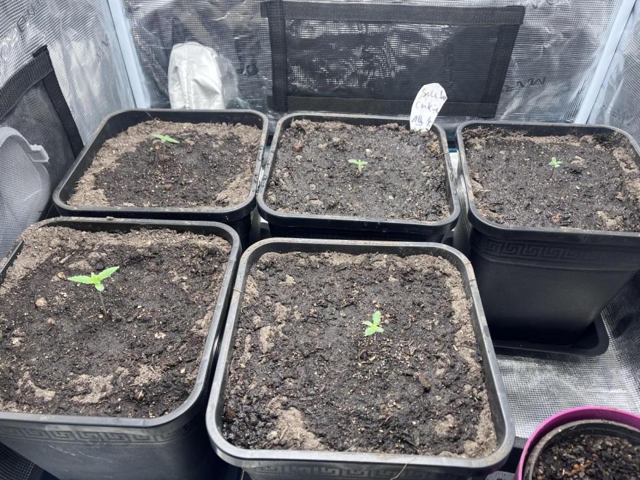 Cookies Gelato Automatic. Week 1