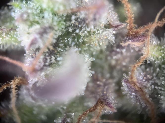 Gorilla Punch Auto. Week 11