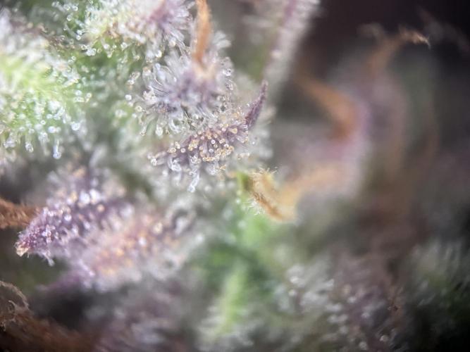 Gorilla Punch Auto. Week 12