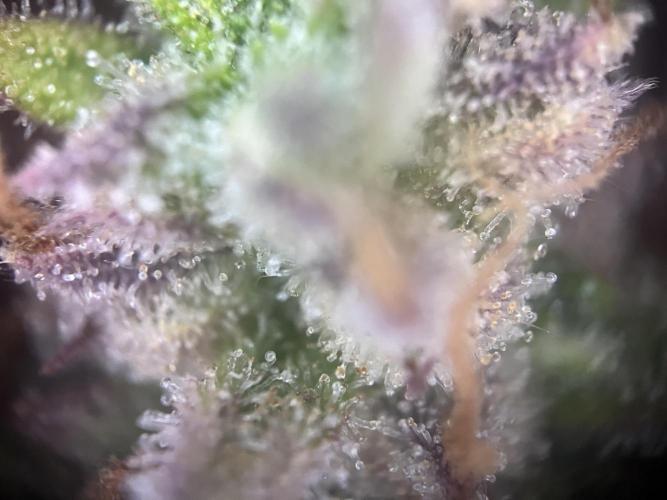 Gorilla Punch Auto. Week 12