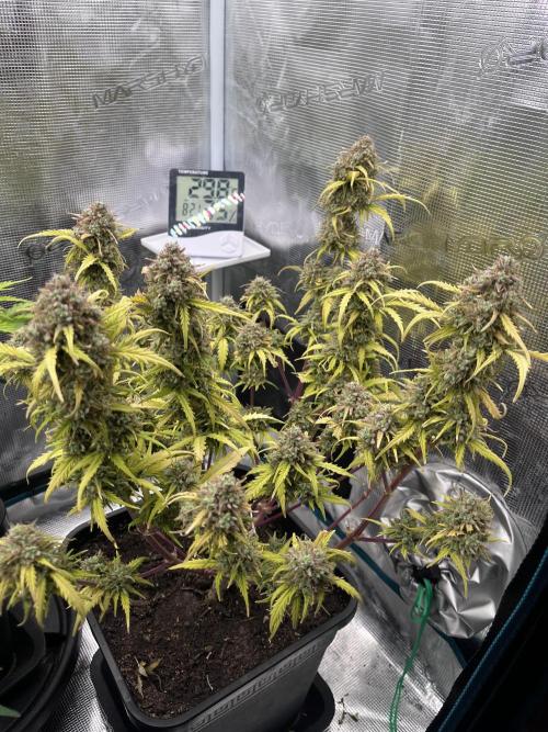 Gorilla Punch Auto. Week 12