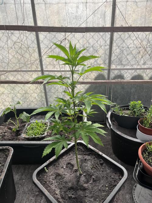 Gelato #45. Week 10