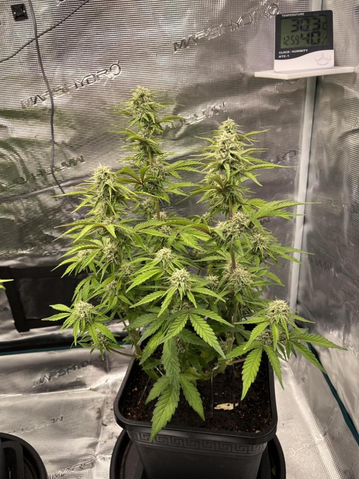 Apple Fritter Auto. Week 8