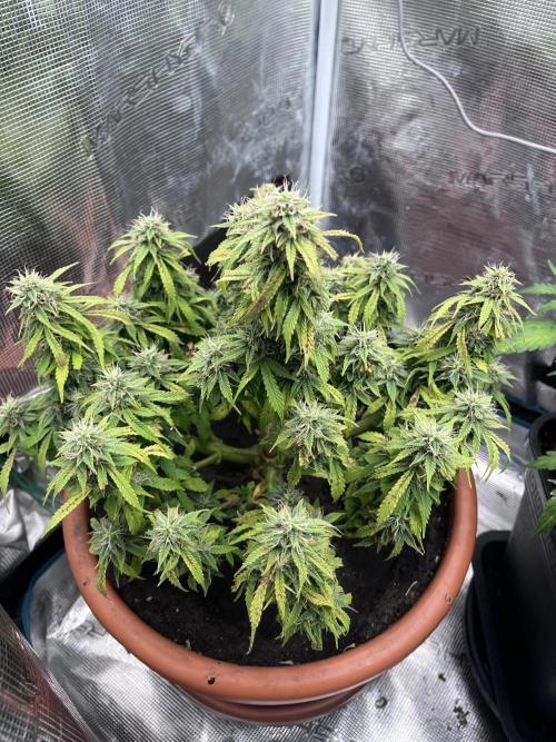 Frozen Black cherry Auto. Week 12