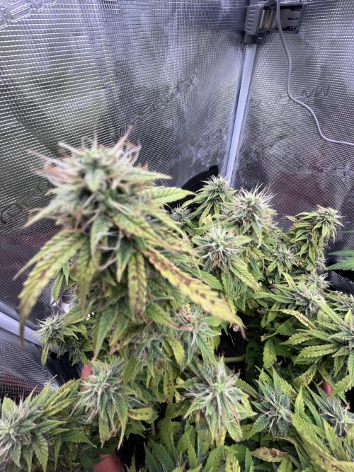 Frozen Black cherry Auto. Week 12