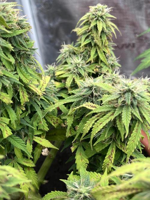 Frozen Black cherry Auto. Week 12
