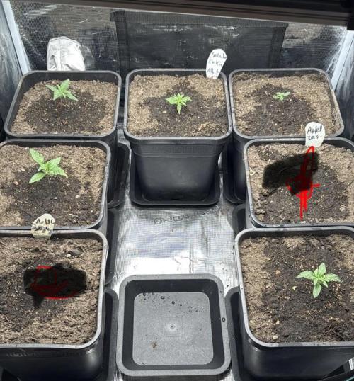 Cookies Gelato Automatic. Week 2