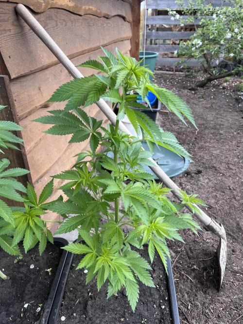 Gelato #45. Week 11