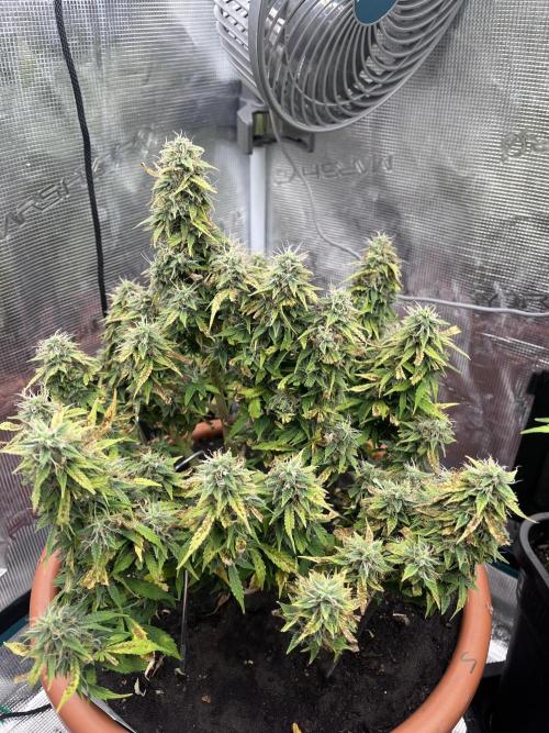 Frozen Black Cherry Auto. Week 13
