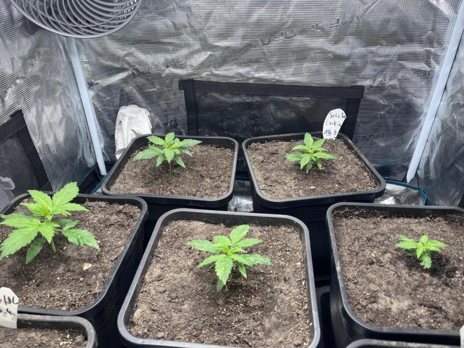 Cookies Gelato Automatic. Week 3