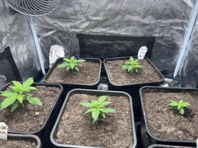 Cookies Gelato Automatic. Week 3