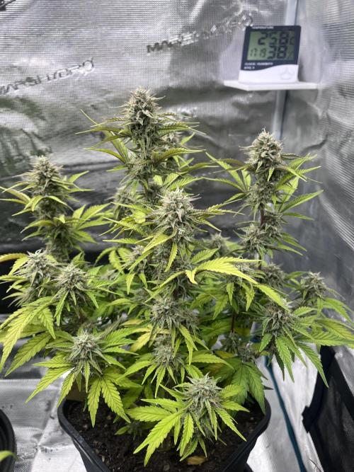 Apple Fritter Automatic. Week 9