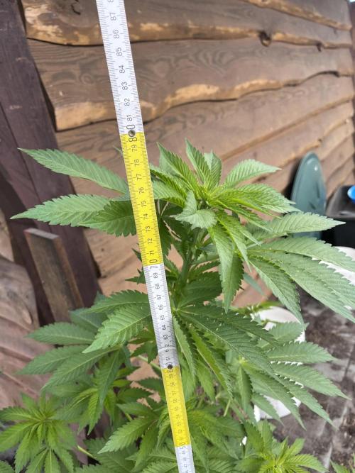 Gelato #45. Week 12