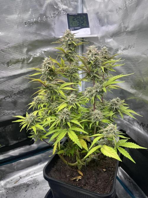 Apple Fritter Automatic. Week 10